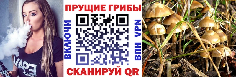 как найти закладки  Светогорск  Галлюциногенные грибы MAGIC MUSHROOMS 